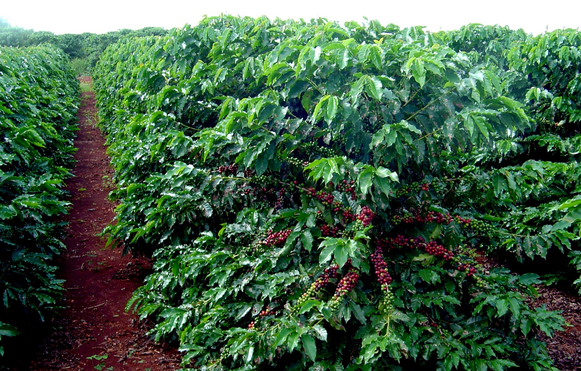 Brasil segue em 1º na produção de café no mundo