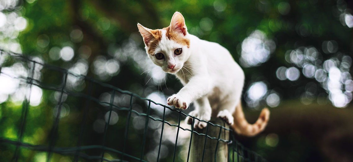 Deixar seu pet sair para a rua não é recomendável e pode ser perigoso