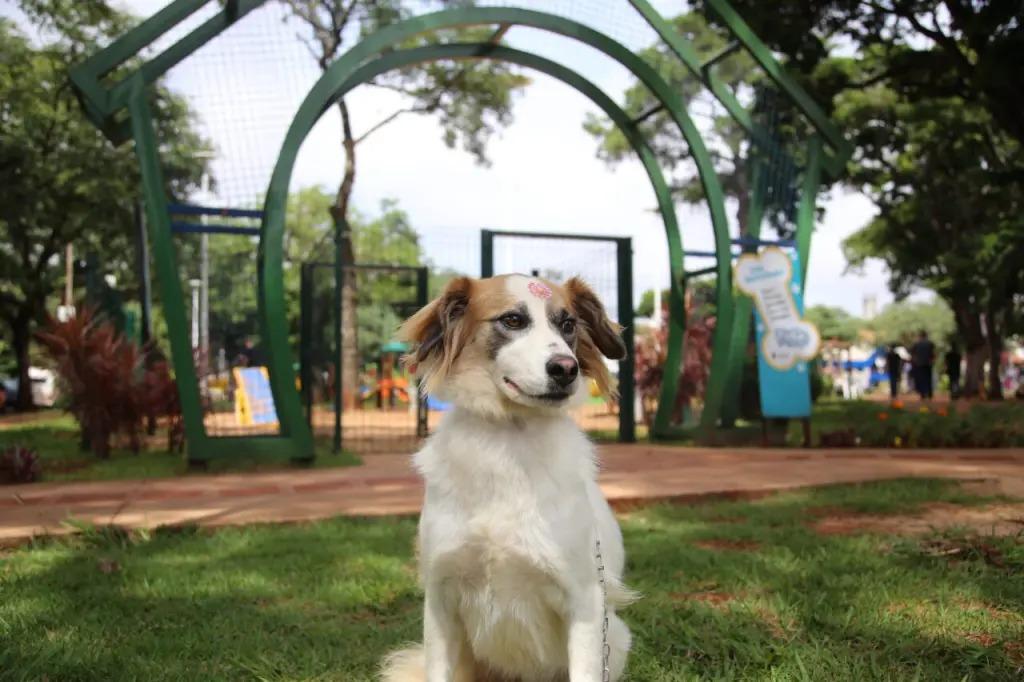 Inscrições para o CastraPet são prorrogadas até quinta-feira