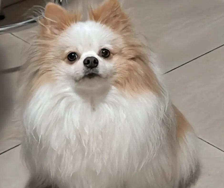 Spitz alemão de 2 anos morre após ficar no sol em táxi dog em Maringá; laudo aponta hipertermia