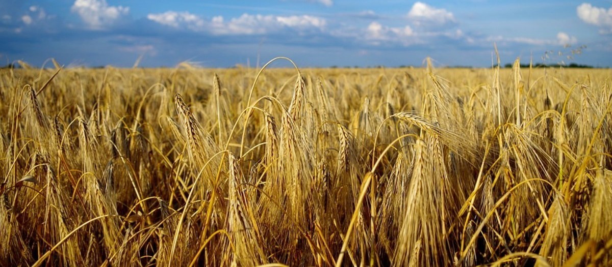 Trigo custa R$ 48 a saca em Cascavel