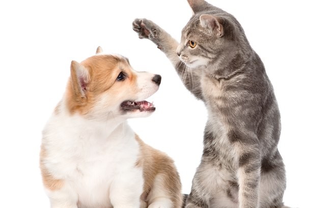 O que fazer quando os pets brigam por território?