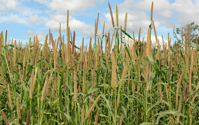 Nutrição Animal: alternativas para alimentação do gado