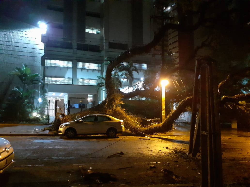 Temporal derruba pelo menos 20 árvores em Maringá