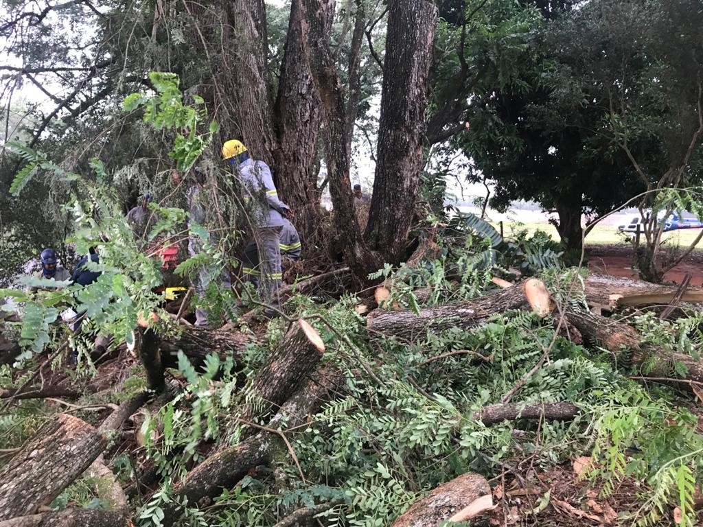 Homem trabalhava na remoção de uma árvore quando caiu – Foto: Operações Aéreas Samu