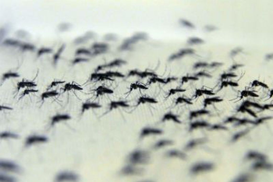 Em uma semana quase cem casos de dengue são confirmados