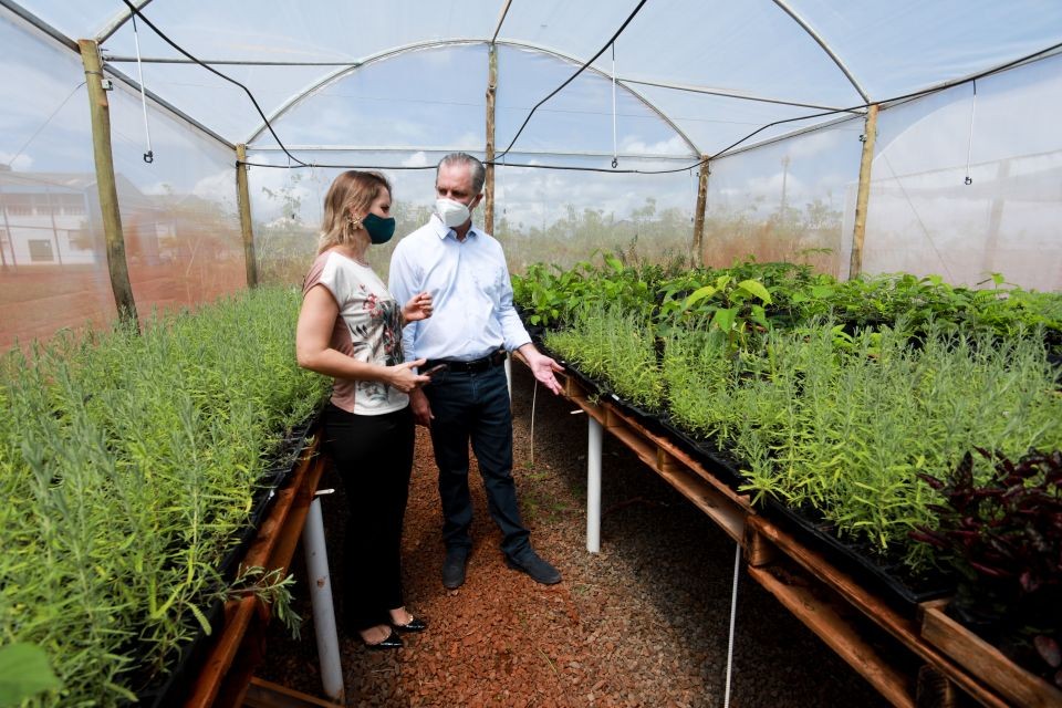 Viveiro da Colônia Penal de Maringá vai cultivar plantas comestíveis