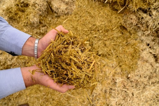 Silagem de trigo para gado de corte e leite