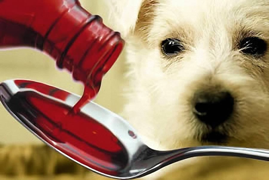 Perigos ao medicar os pets sem prescrição veterinária