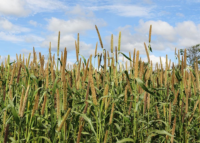 Anvisa concede permissão para consumo de grãos de milheto