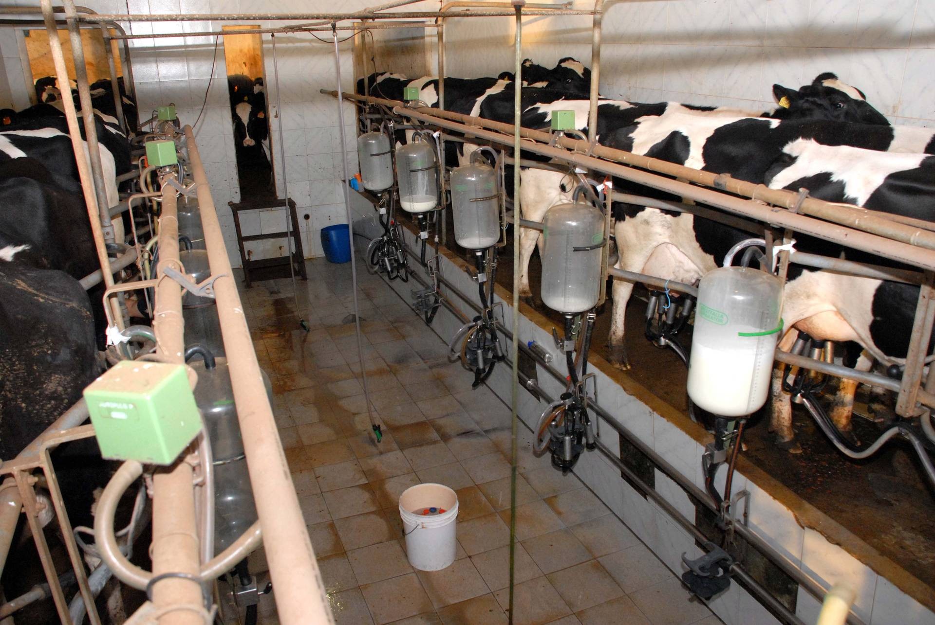 Avanço da sanidade da rastreabilidade animal é prioridade para produtores do Sul