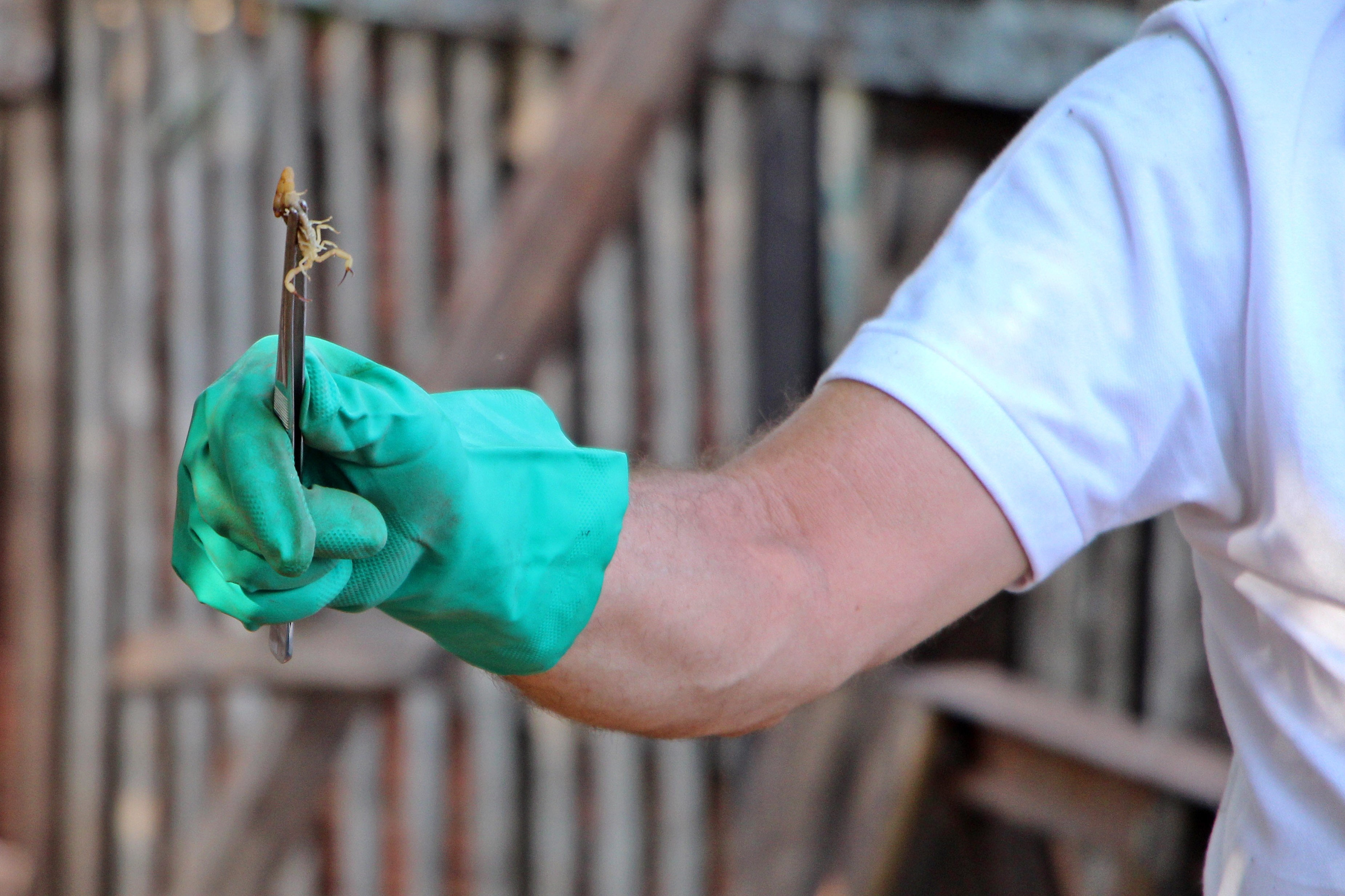 Escorpião amarelo pica adolescente