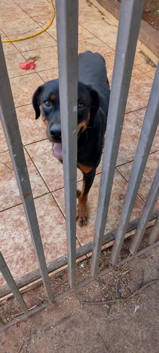 Cadela rottweiler é resgatada de casa abandonada em Maringá