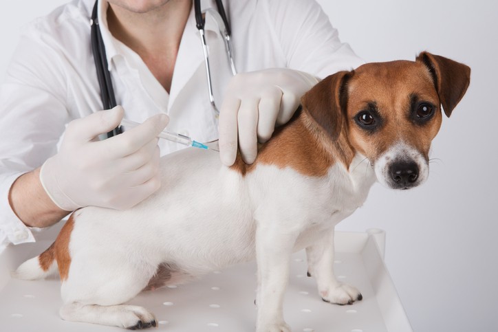 Como prevenir e tratar casos de intoxicação nos pets