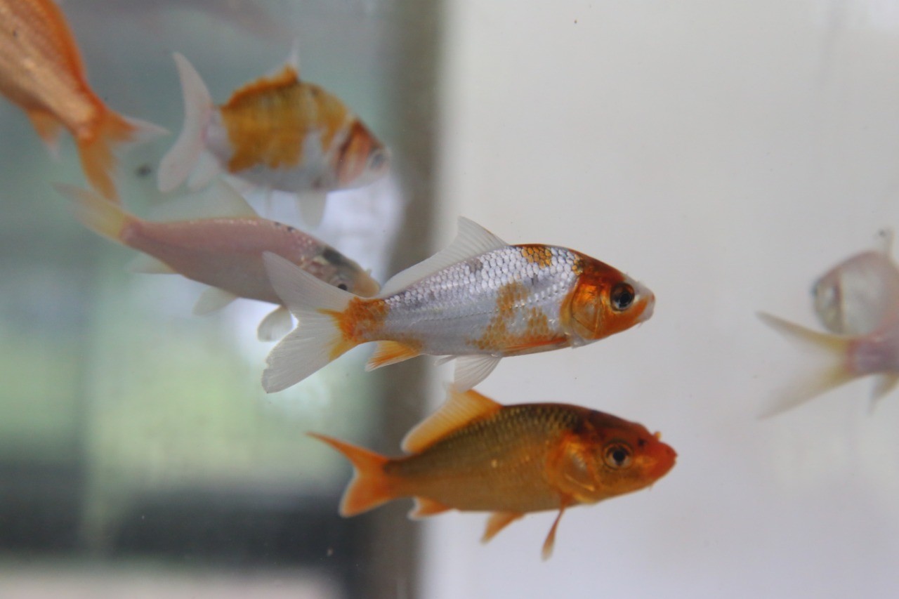 Parque do Japão promove a 1º Mostra de Aquarismo