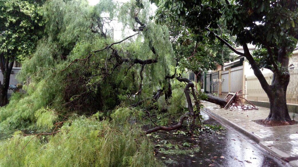 Chuva e ventos neste sábado (04) derrubaram 20 árvores