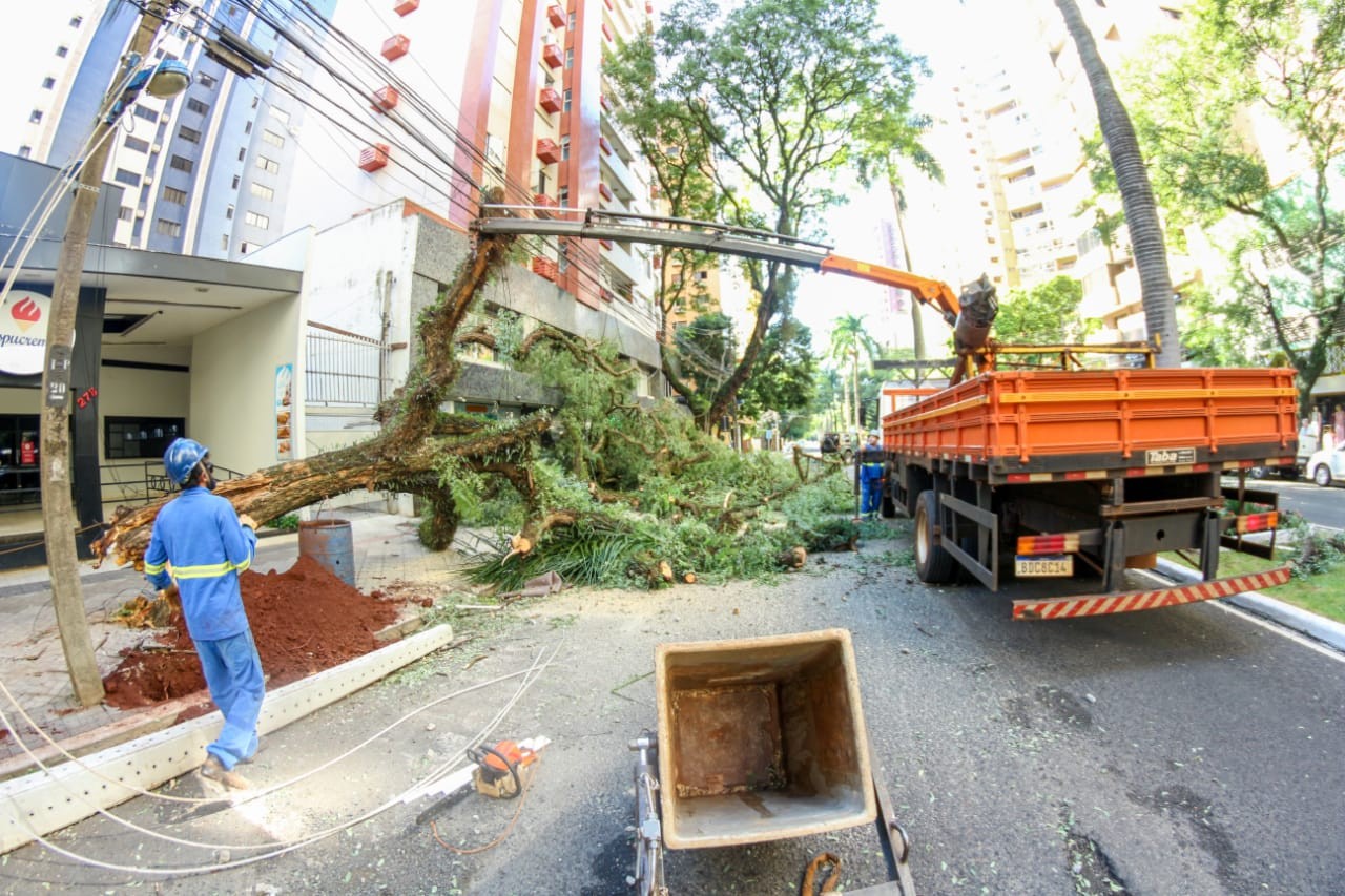 Maringá registrou a queda de mais de 300 árvores durante o temporal