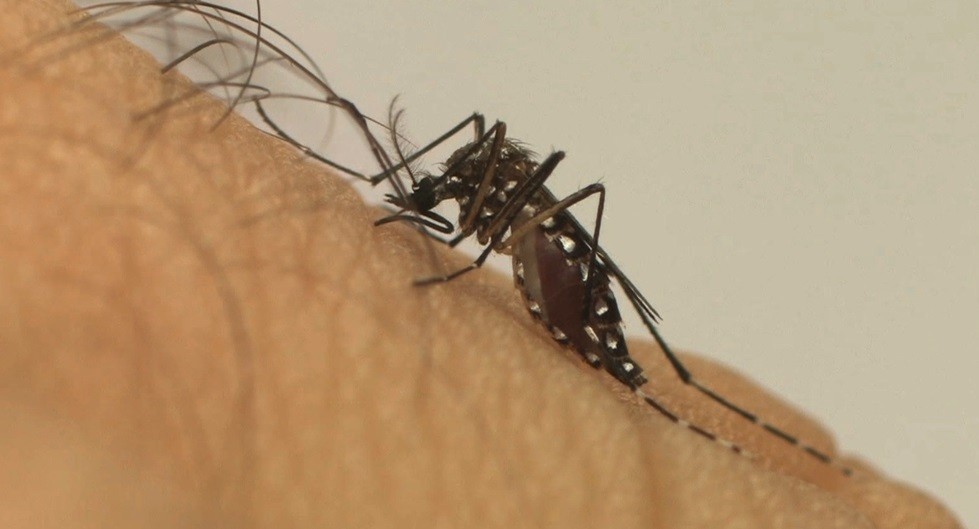 Nova Esperança entra em epidemia de dengue