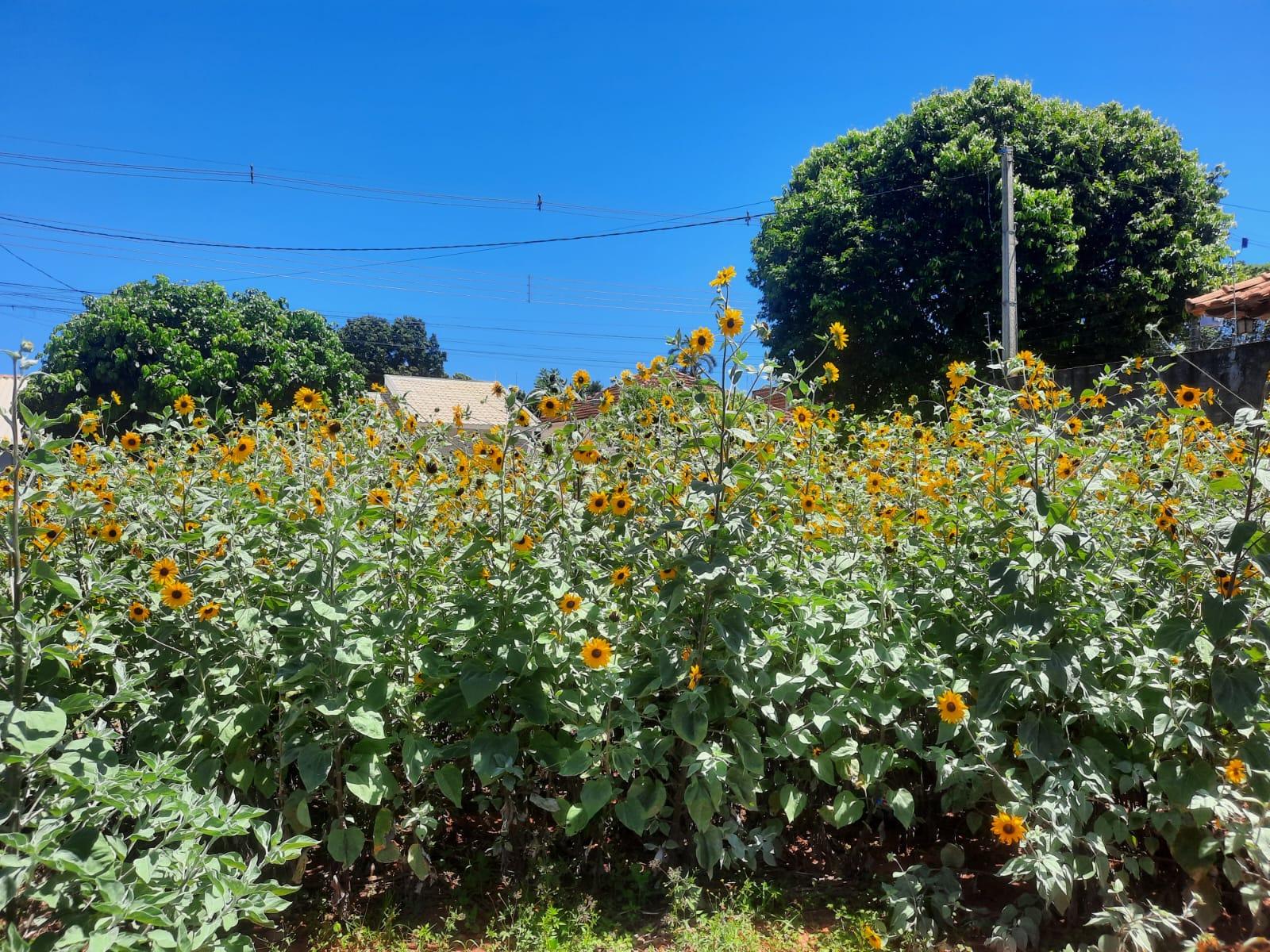 Professor planta girassol em terreno baldio e local vira atração