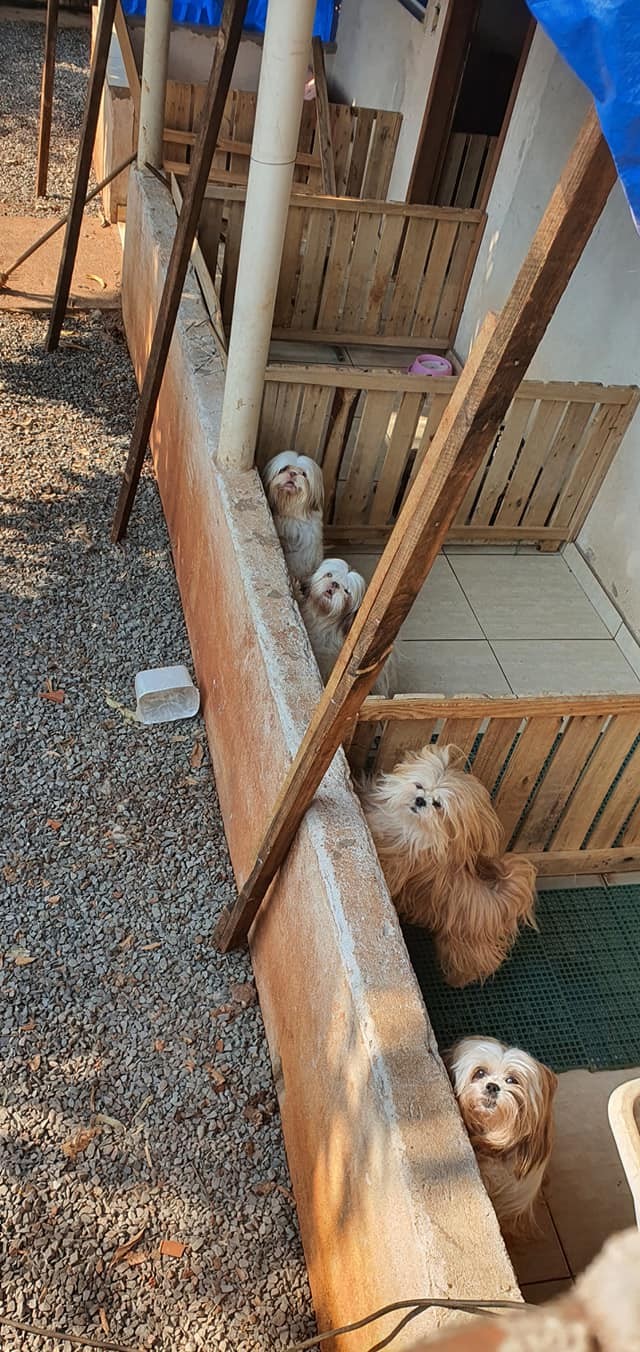 ONG resgata 40 cães de raça em criadouro clandestino em Sarandi