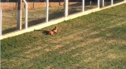 Onça aparece em campo de futebol de colégio