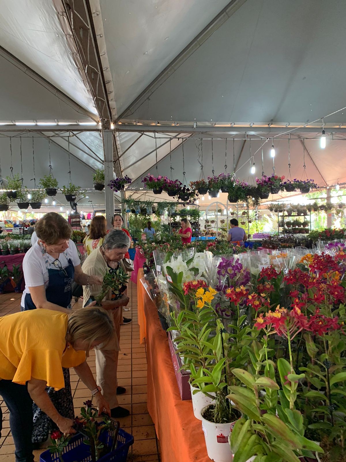 Expoflor começa em Maringá com plantas que variam de R$ 5 até R$ 2,5 mil