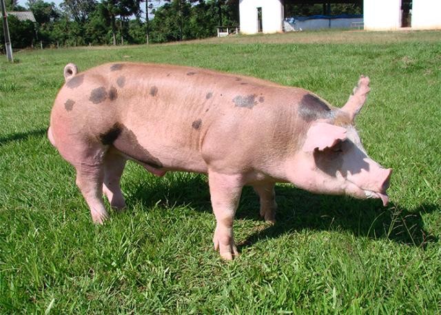 Suíno custa R$ 4,90 o quilo