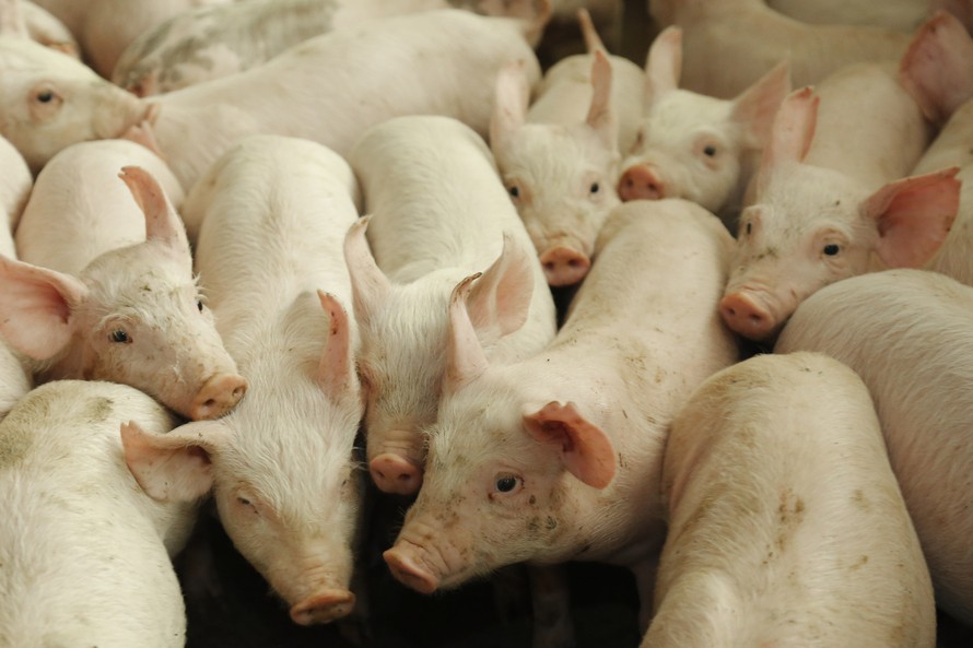 Suíno custa R$ 3,80 kg