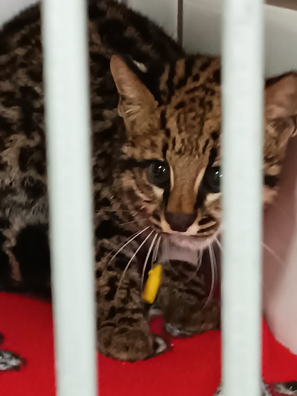 Veja momento em que técnicos do IAT soltam gato-do-mato-pequeno