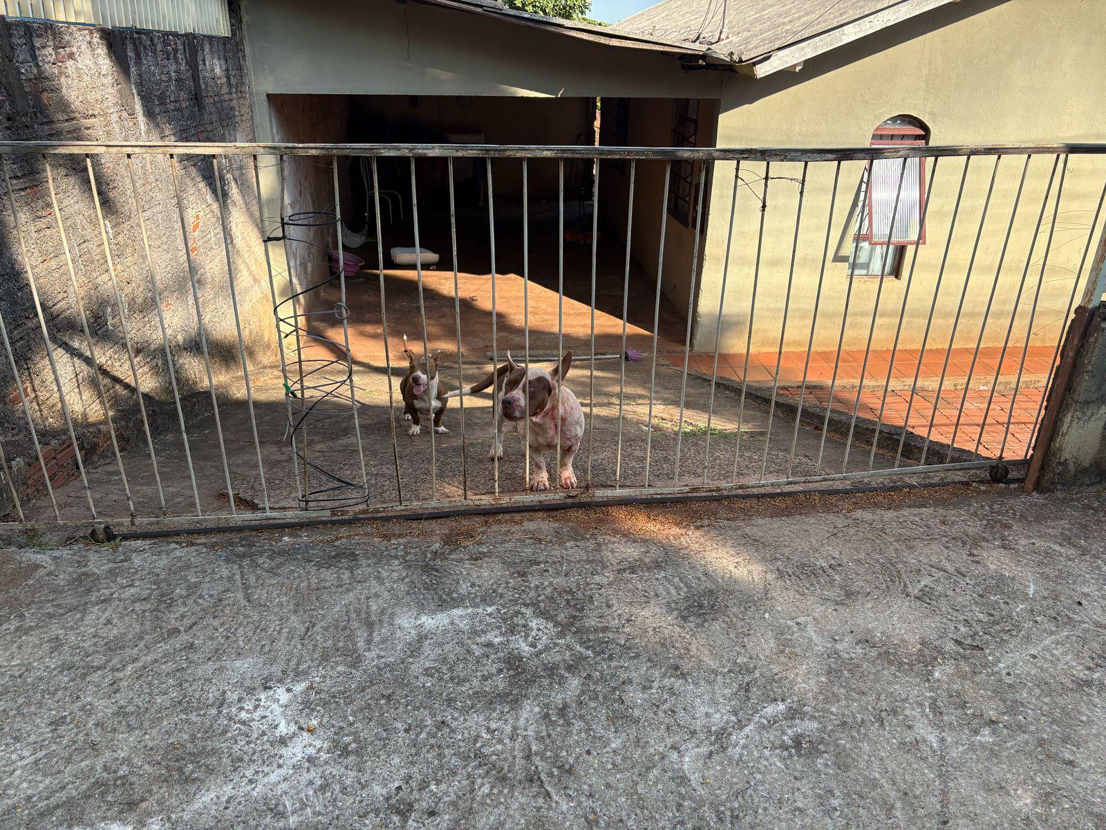 Idosa fica gravemente ferida após ataque de cães