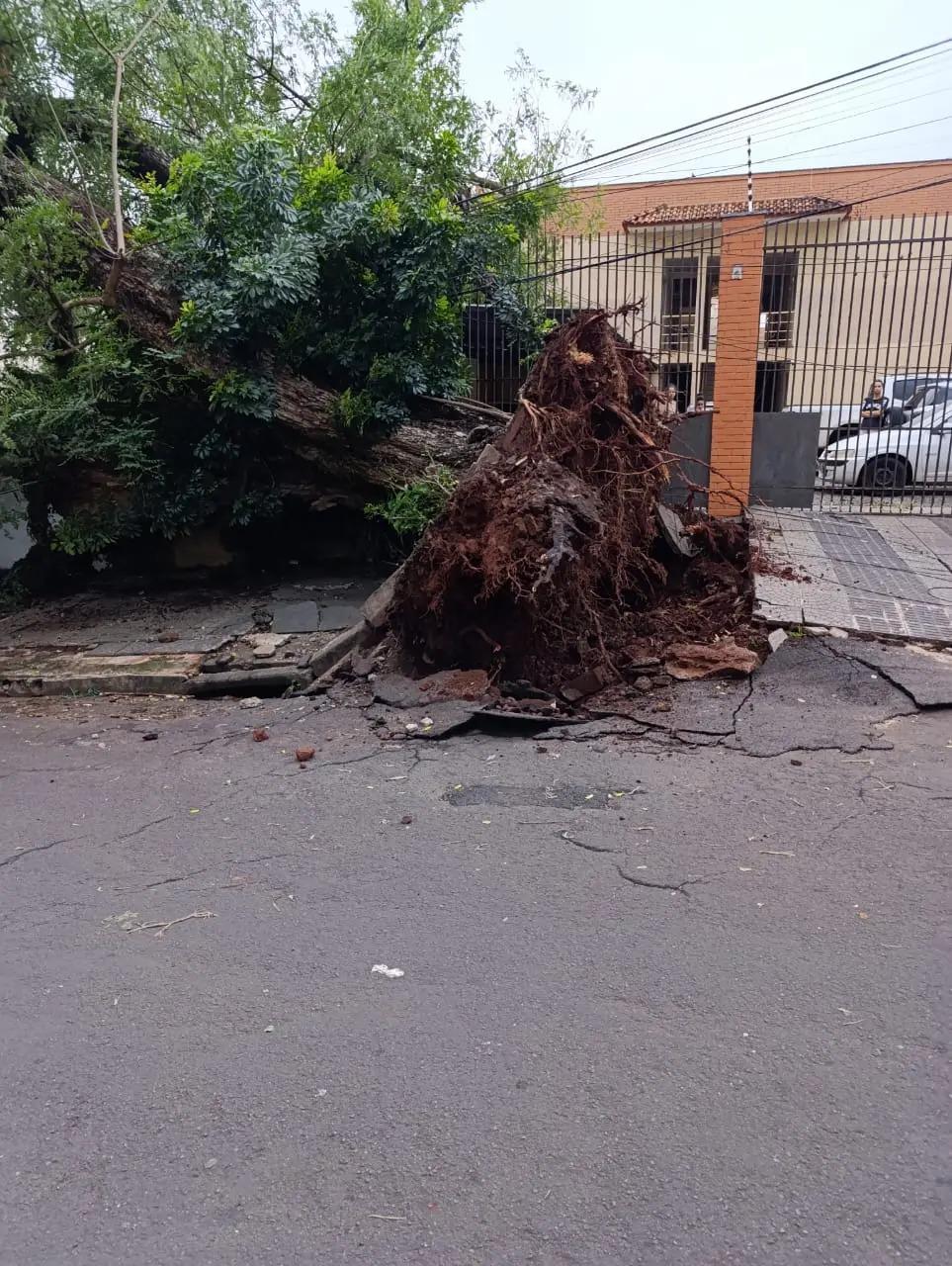Queda de árvore deixa mais de 160 imóveis sem energia na Zona 7 em Maringá