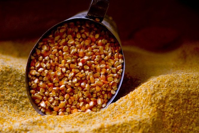 Milho custa R$ 27,50 a saca em Campo Mourão