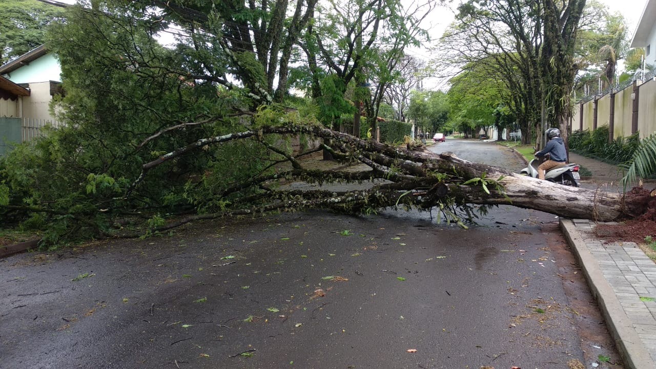 Chuva derruba duas árvores em ruas de Maringá