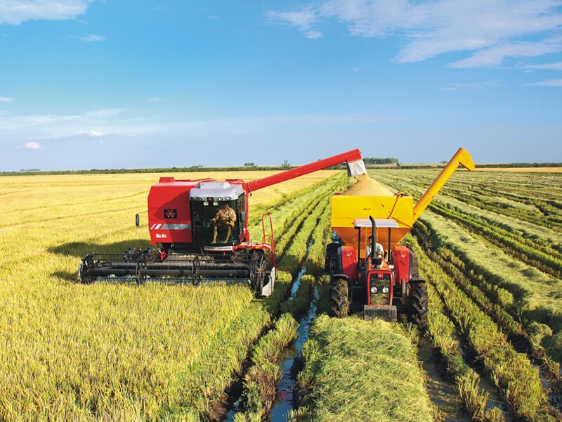 Áreas da lavoura de arroz diminuíram no Brasil