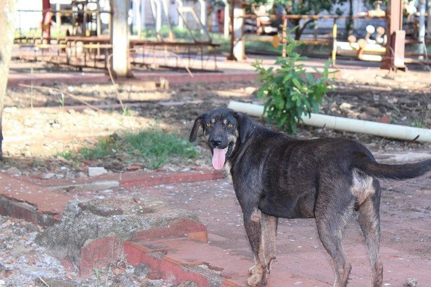Causa animal: ONGs protestam contra escolha do novo local do carnaval