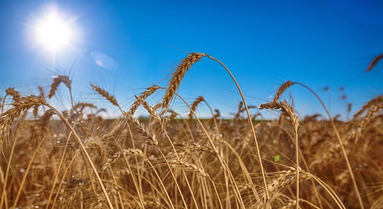 Paraná: preço médio da tonelada do trigo no 1° semestre é de R$ 881,47