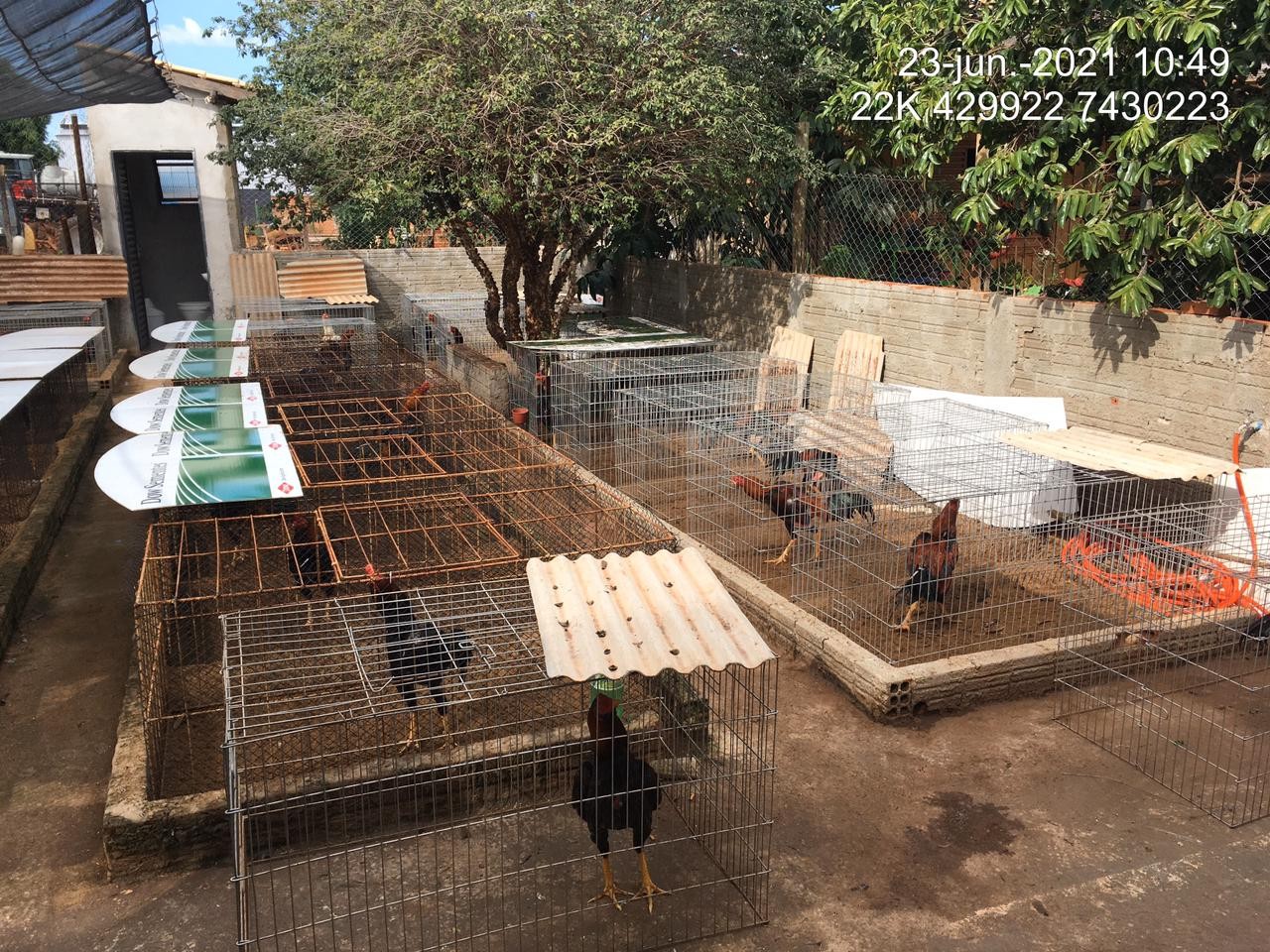 Mais de 90 galos de combate mutilados são encontrados em galpão, em Astorga