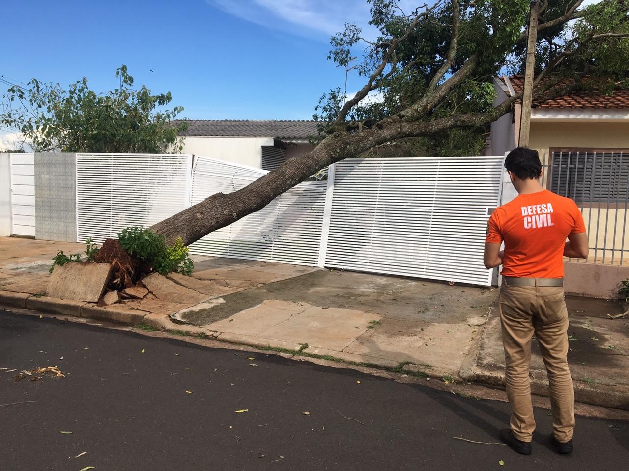 Chuva desse domingo(29) provoca queda de 15 árvores em Maringá