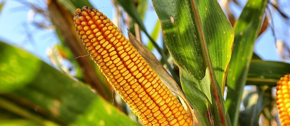 Milho custa R$ 33 a saca em Campo Mourão