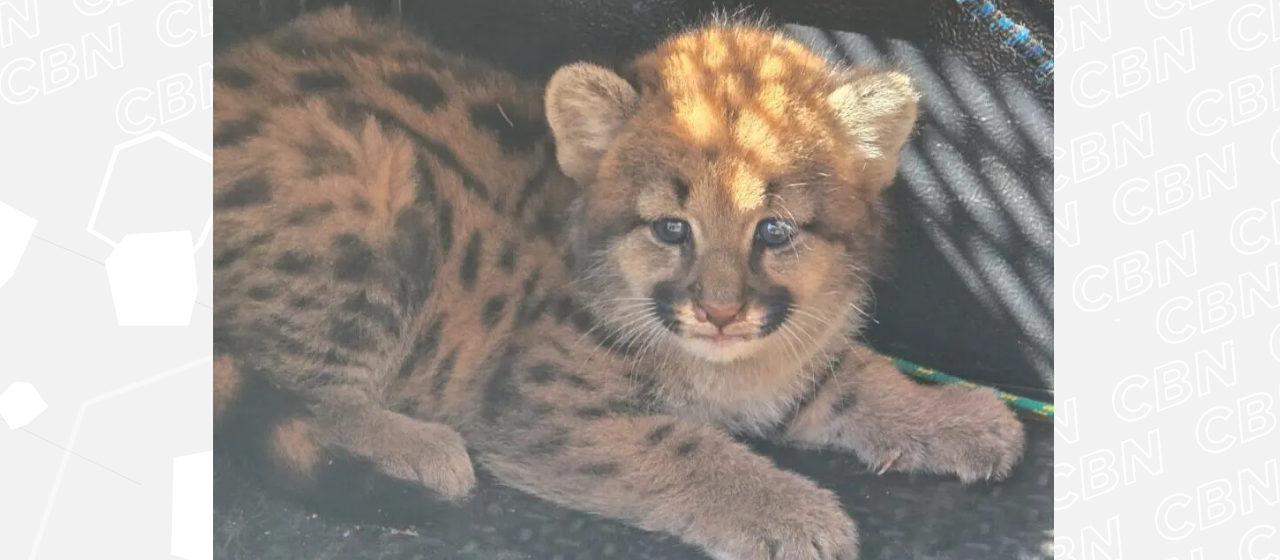 Filhote de onça é encontrado em plantação de milho em Floraí