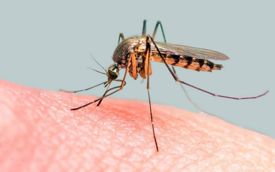 Municípios em epidemia estão sem inseticida para o fumacê