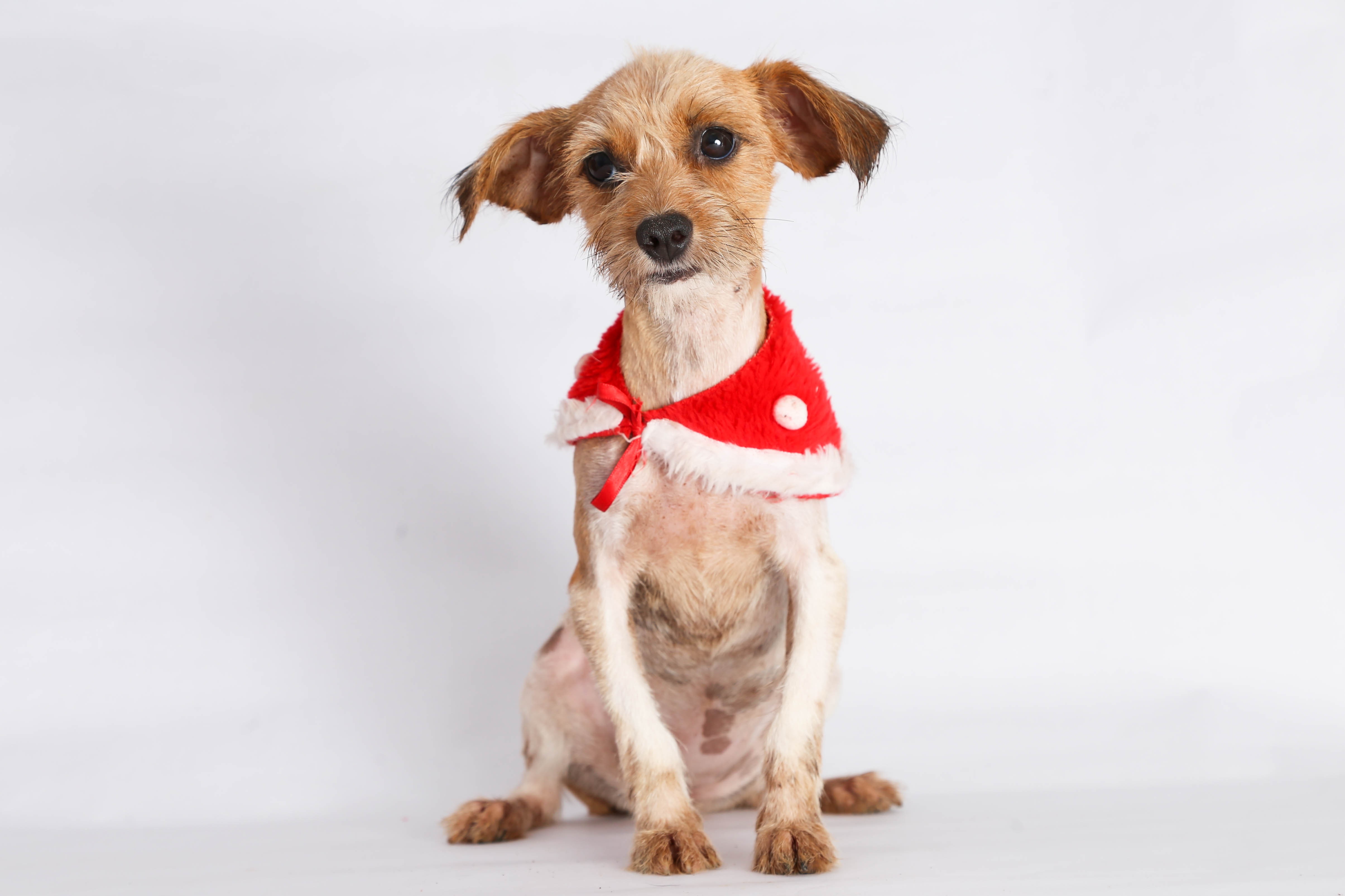 Plataforma digital estimula a adoção de pets