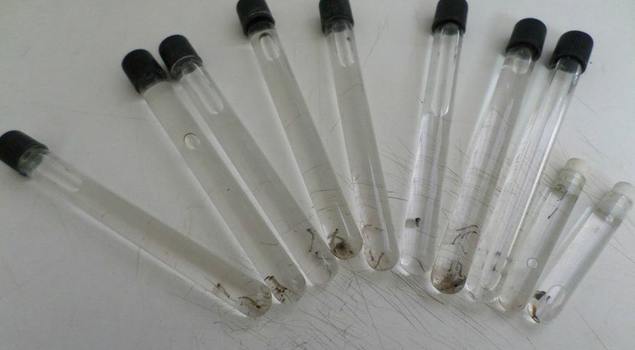 Sarandi tem bairro com índice de infestação de dengue de 23%