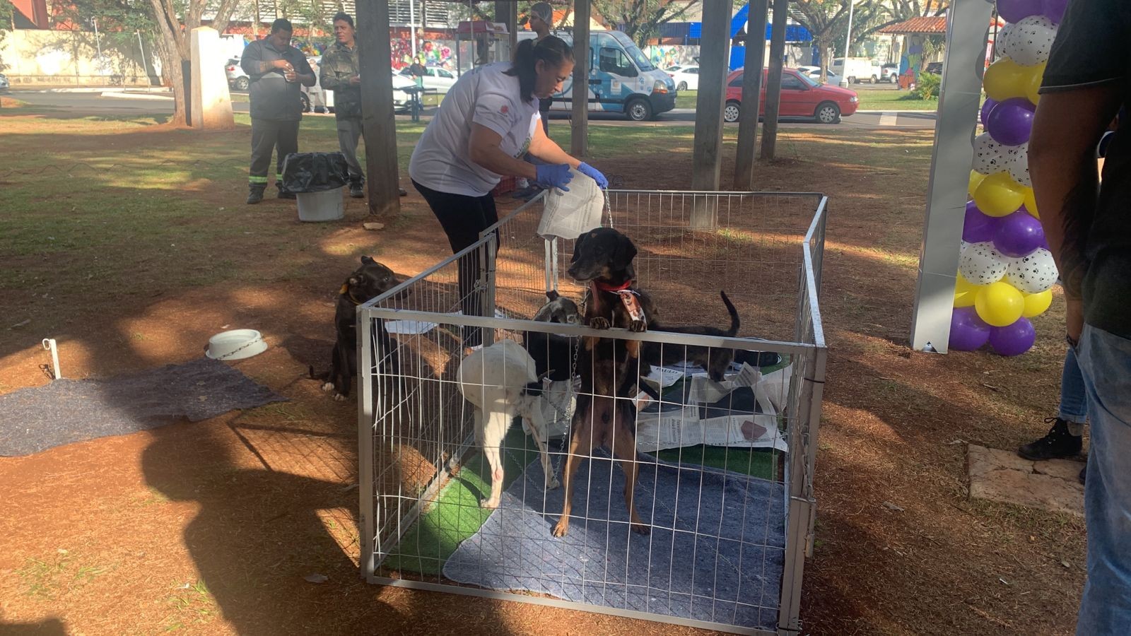 Maringá tem 20 animais para adoção em feirinha especial
