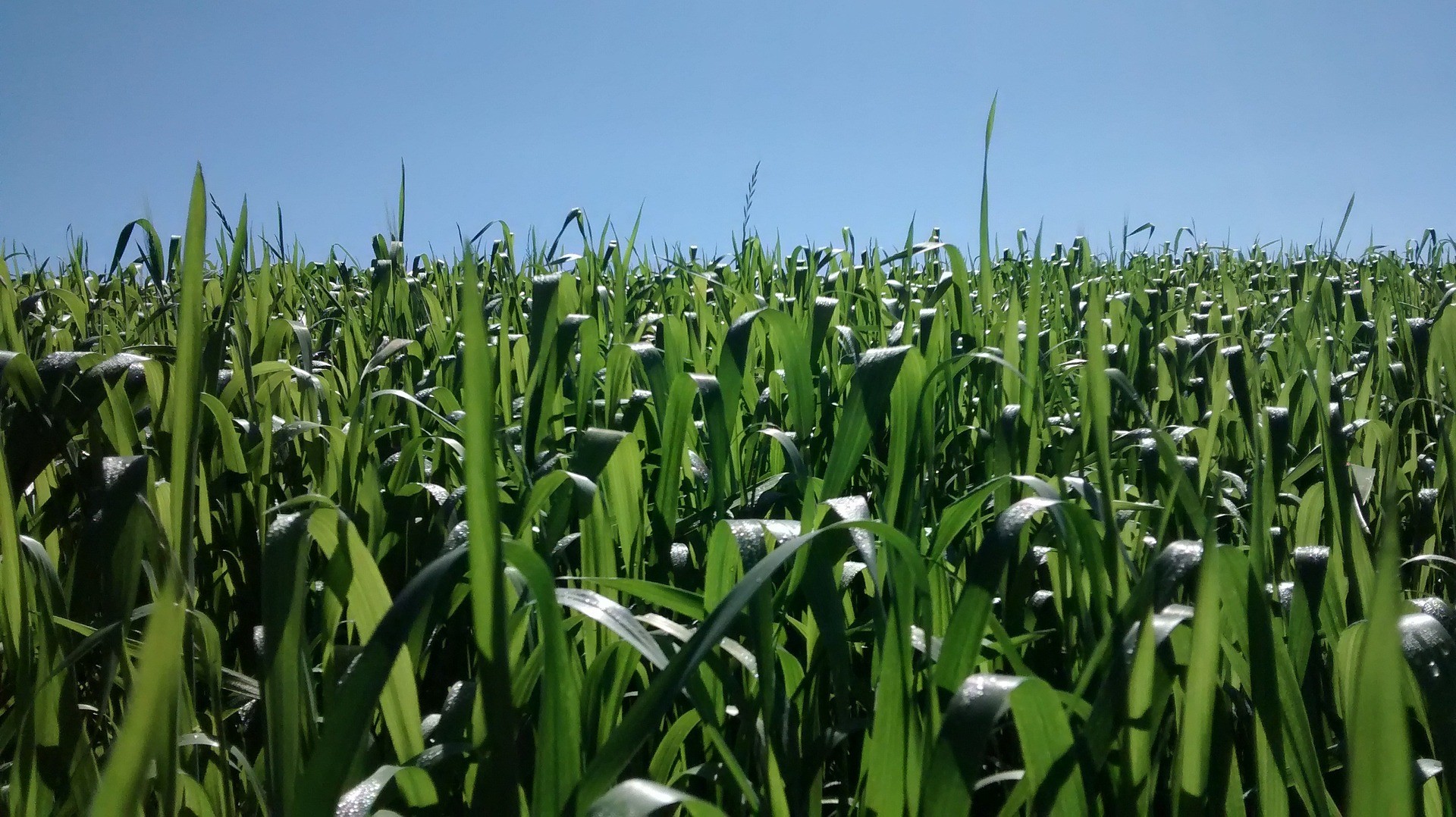 Lavouras das culturas de verão estão apresentando condições de desenvolvimento variadas