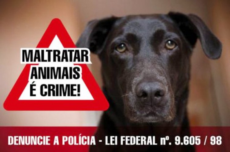 Lei contra maus-tratos de animais soma R$ 207 mil em multas