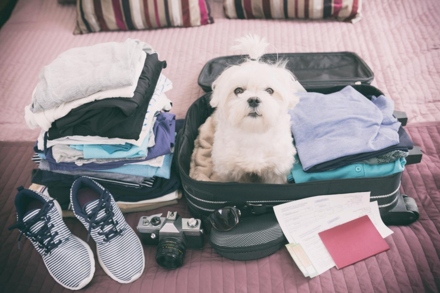 Dicas e prevenções para quando for levar seu animal para viajar