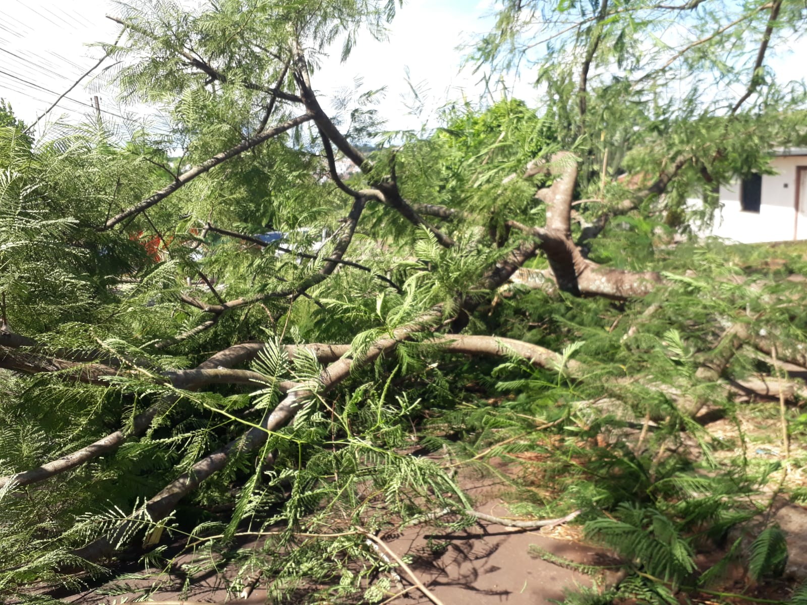 Temporal causa estragos em Cascavel; ventos chegaram a 88,2 Km/h