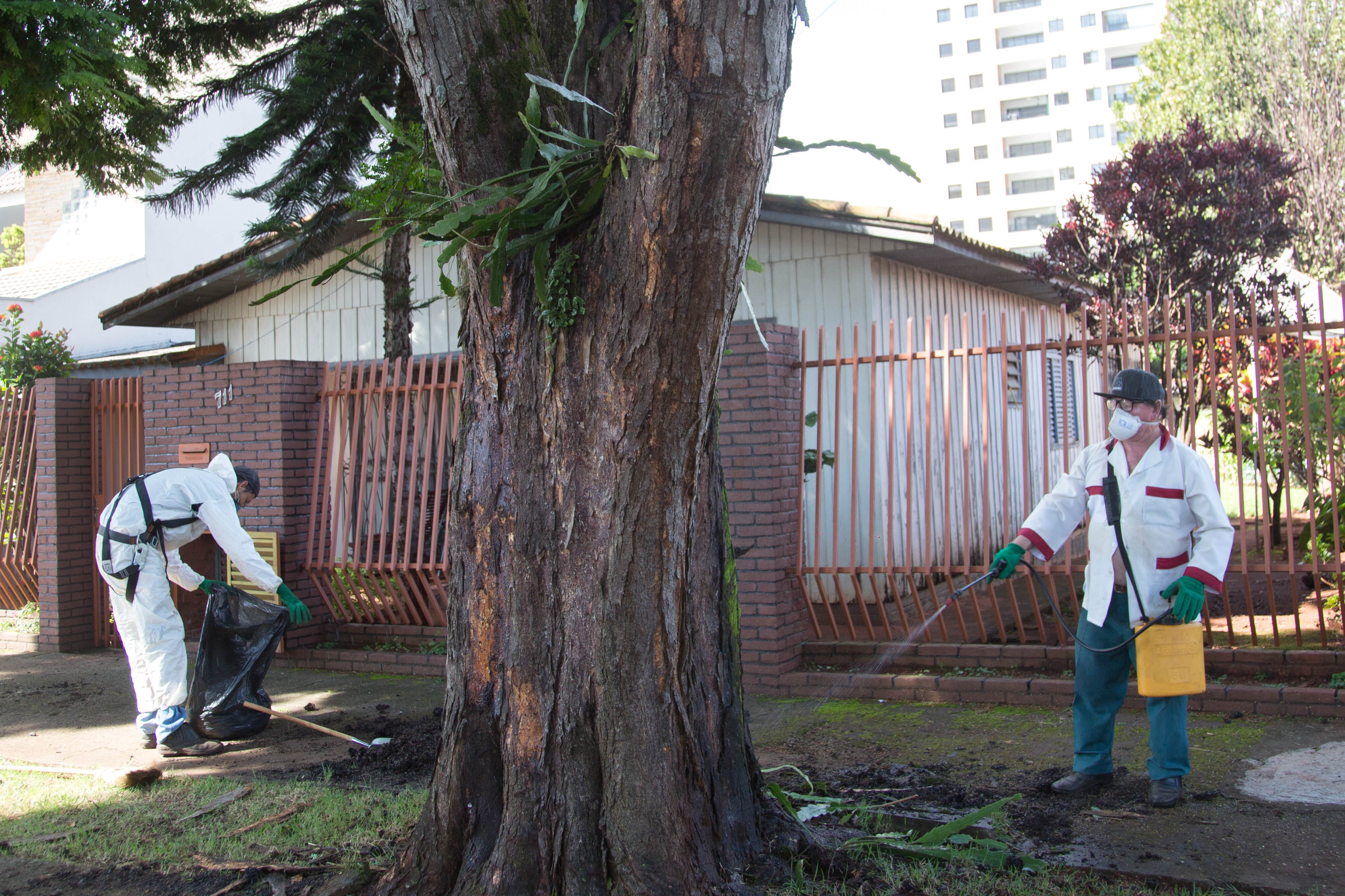 Maringá vai intensificar controle de pragas urbanas na próxima semana