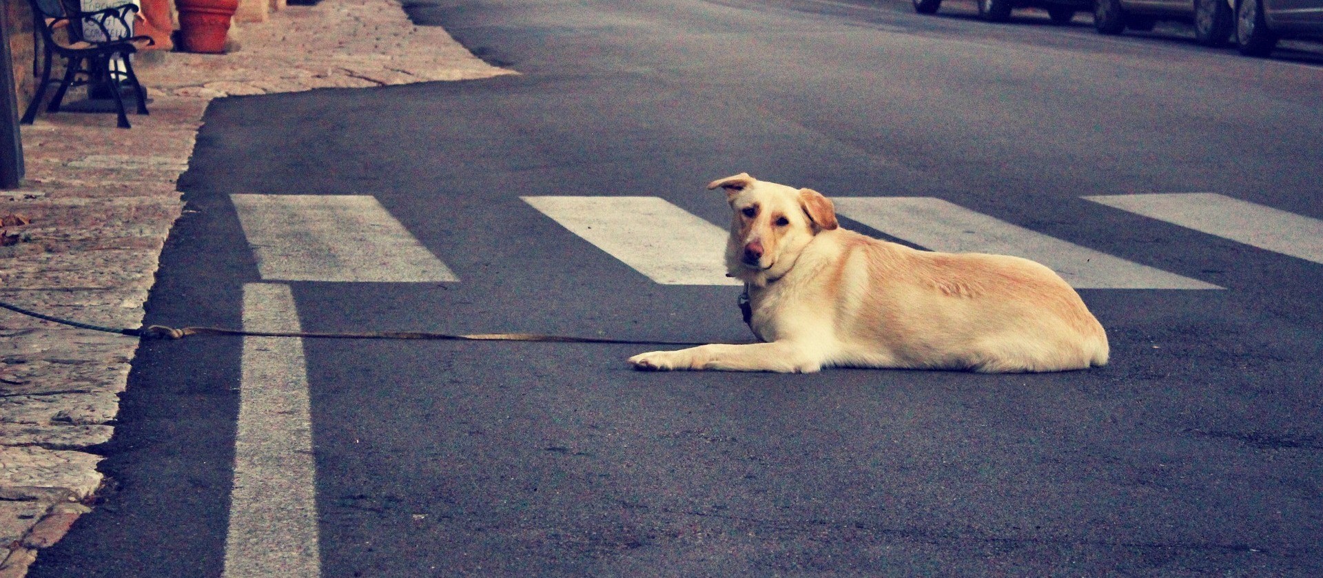 Publicada lei que garante abrigo a animais de moradores de rua
